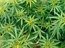 Marijuana
