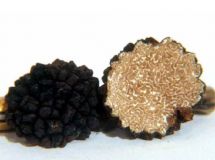 Tartufo nero estivo