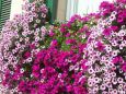 Balcone fiorito