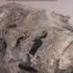 Una delle mummie di Monsampolo