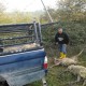 Le carcasse delle pecore sbranate dai lupi (foto Coldiretti)