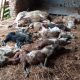 Attacco dei lupi ad un gregge di Campolungo
